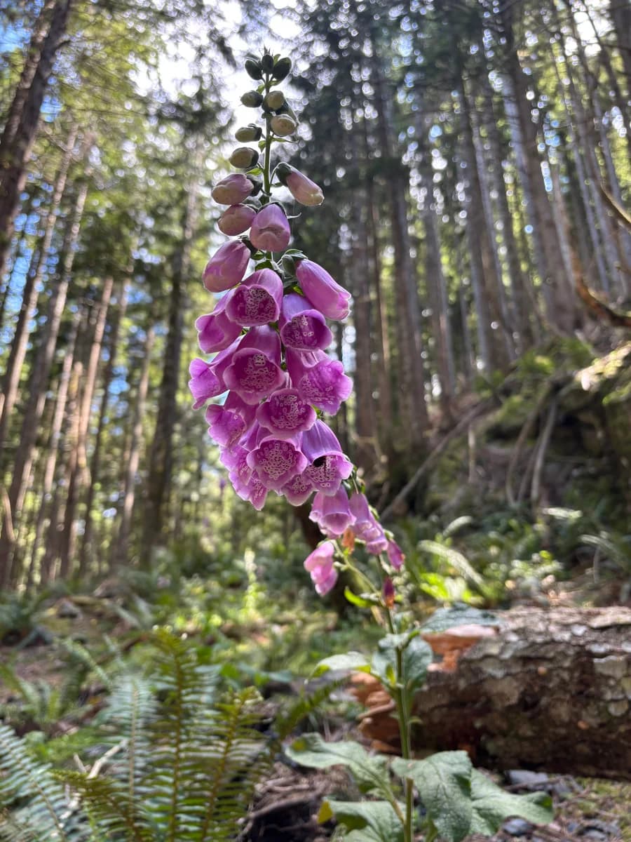foxgloves near lake 22