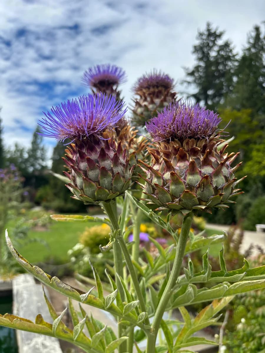 dr. seuss ahh flower